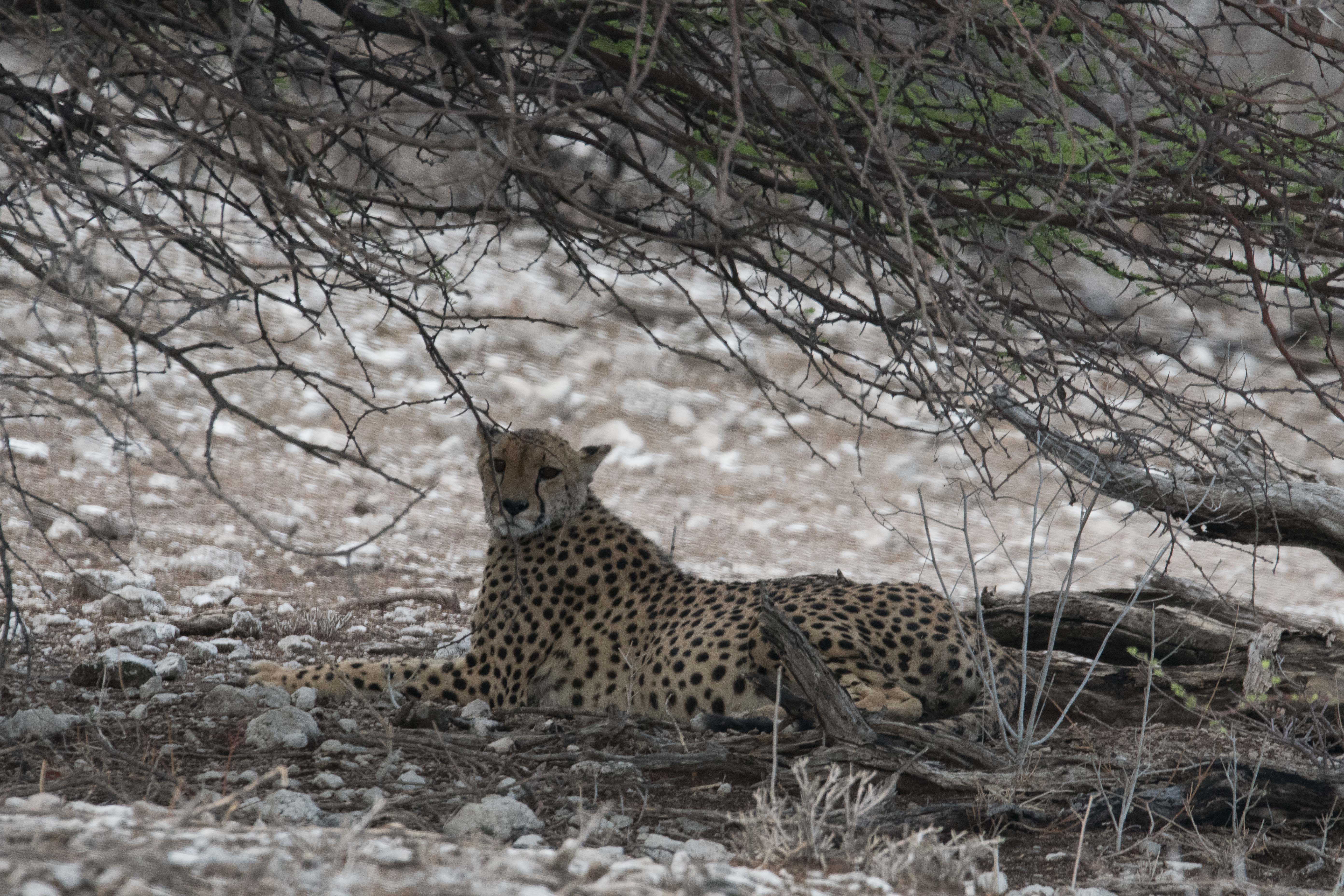 Guépard (Cheetah, Acinonyx jubatus), femelle gravide se reposant à l'ombre d'un taillis, Namutoni, Parc National d'Etosha, Namibie.
